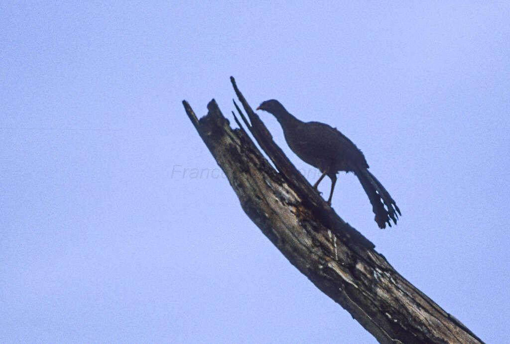 Image de Ortalide chacamel