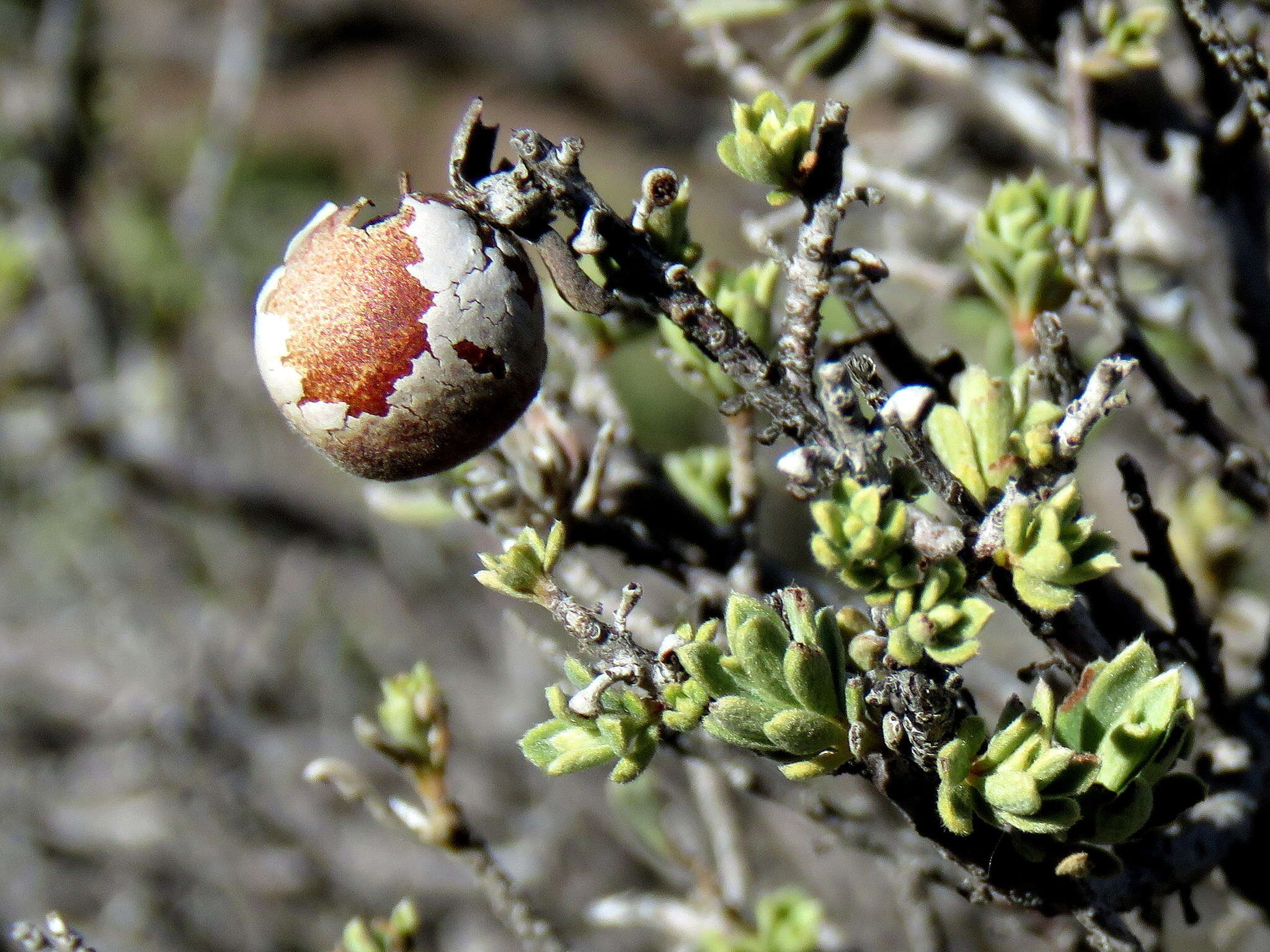 Sivun Diospyros pubescens Pers. kuva