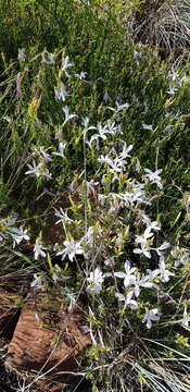 Image of Barleria pretoriensis C. B. Cl.