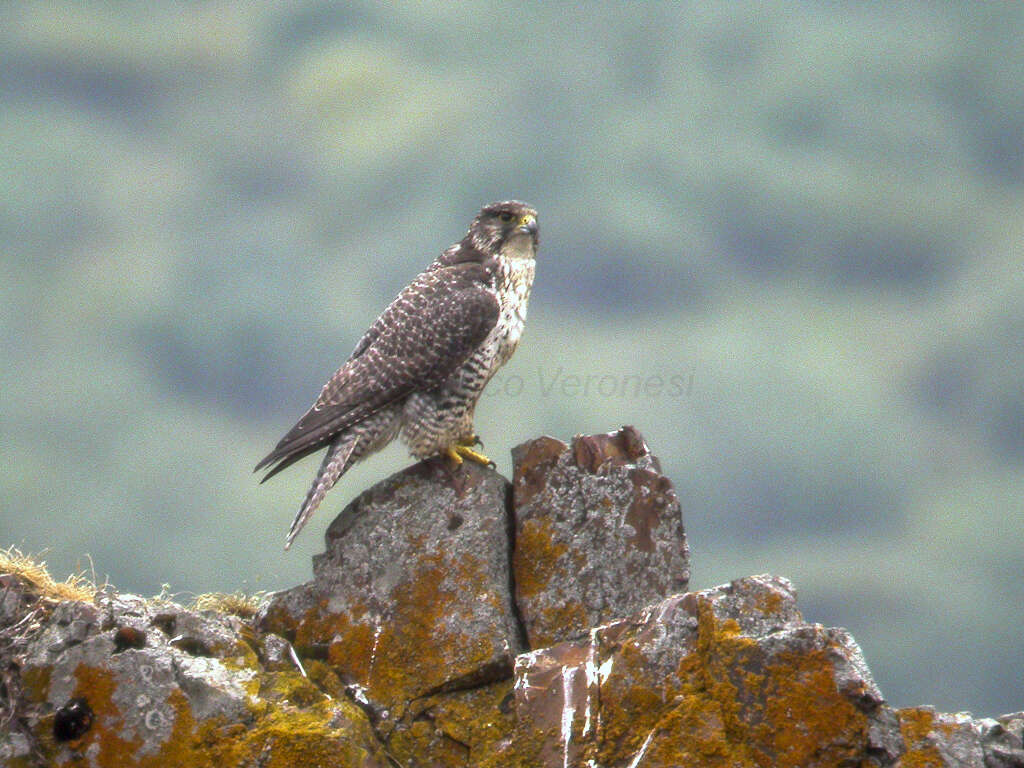 Image of Gyr Falcon