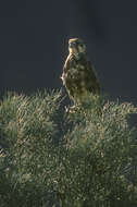 Image of Brown Falcon