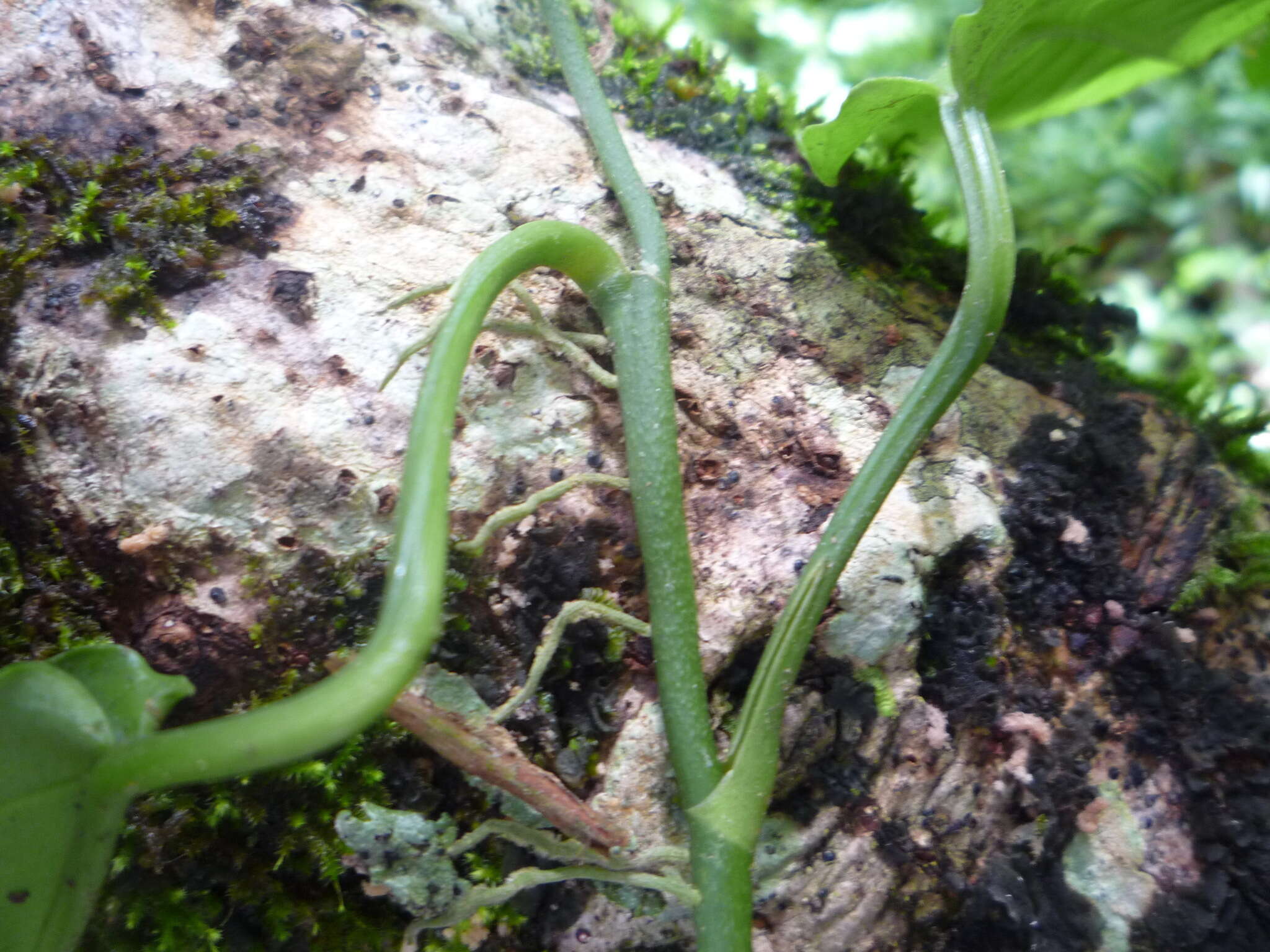 Image of Anthurium flexile Schott