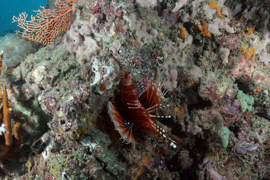 Image of Zebra lionfish