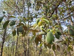 Image of Styrax argenteus Presl