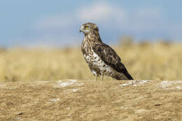 Image of Short-toed Eagle