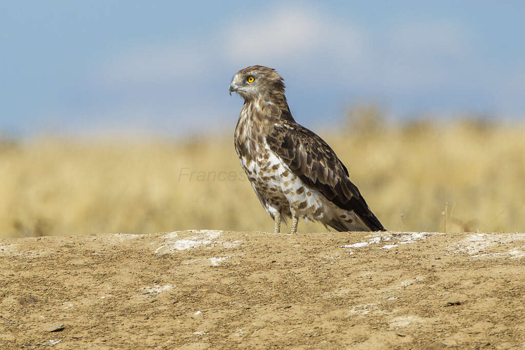 Image of Short-toed Eagle