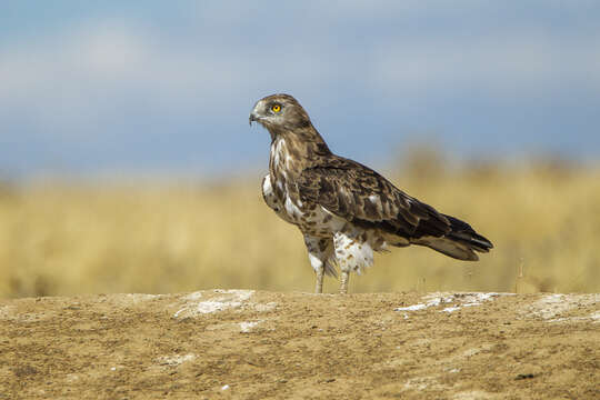 Image of Short-toed Eagle