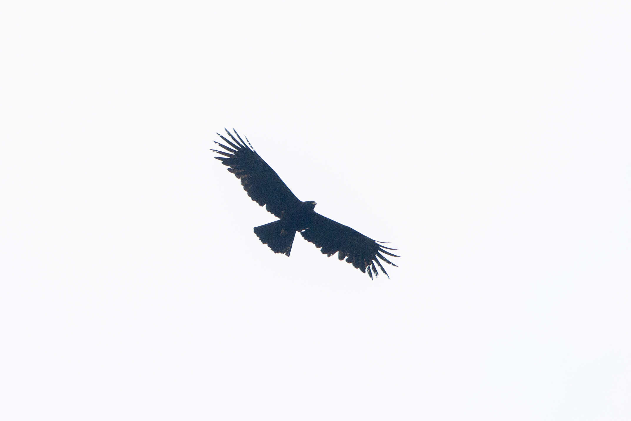 Image of Black Eagle