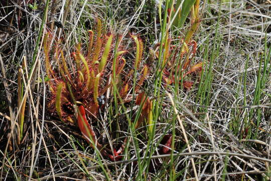 Image of slenderleaf sundew