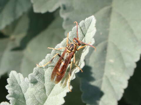 Image of Polistes lineonotus Bohart 1949