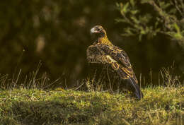 Image of Wedge-tailed Eagle