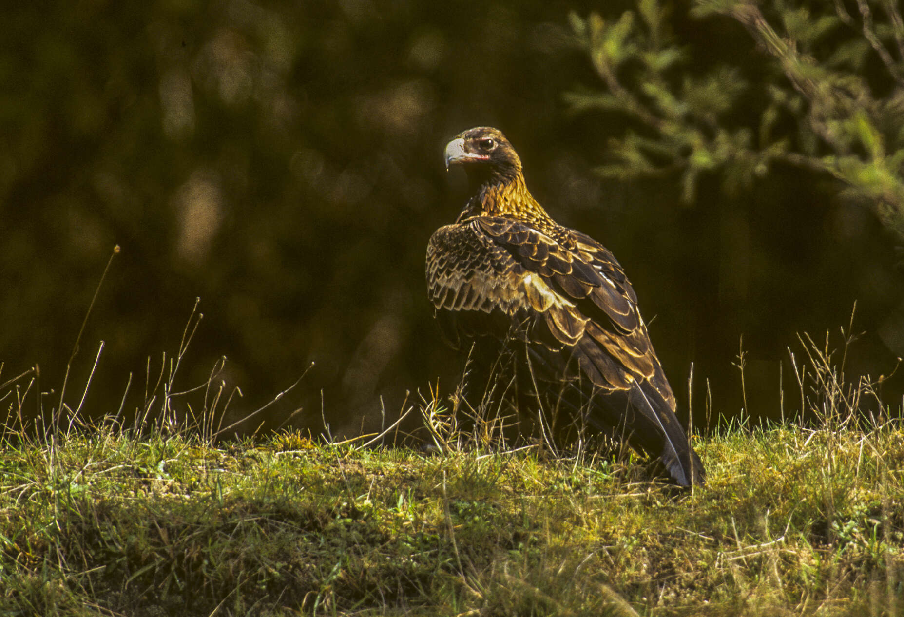 Image of Wedge-tailed Eagle