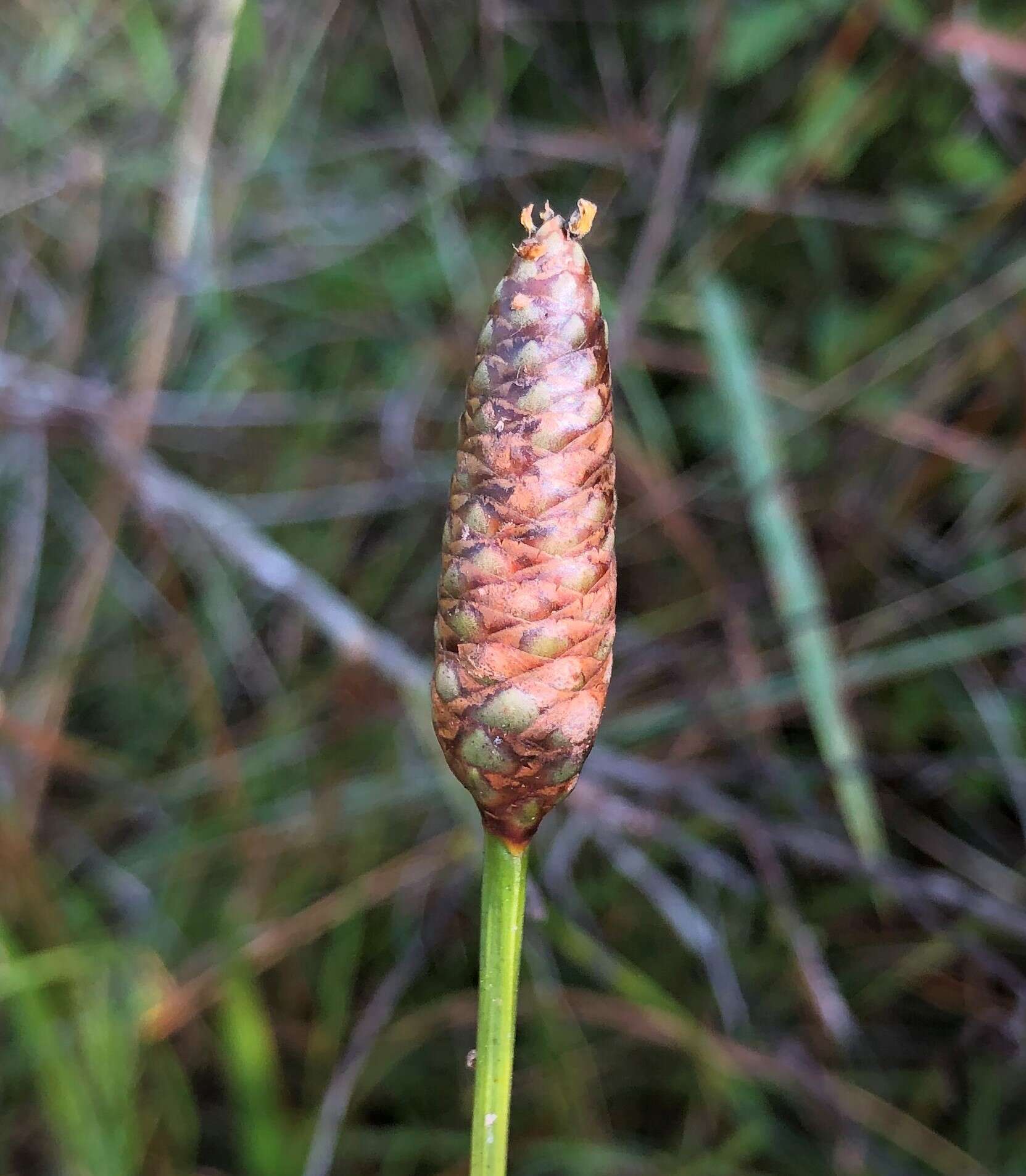 Слика од Xyris platylepis Chapm.