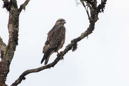 Image of Mountain Buzzard