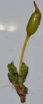 Image of ovate pterygoneurum moss