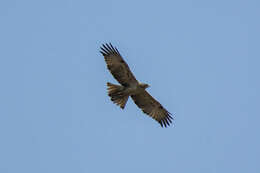 Nisaetus nipalensis Hodgson 1836 resmi