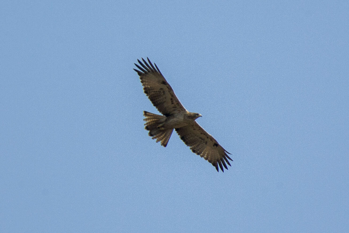 Nisaetus nipalensis Hodgson 1836 resmi