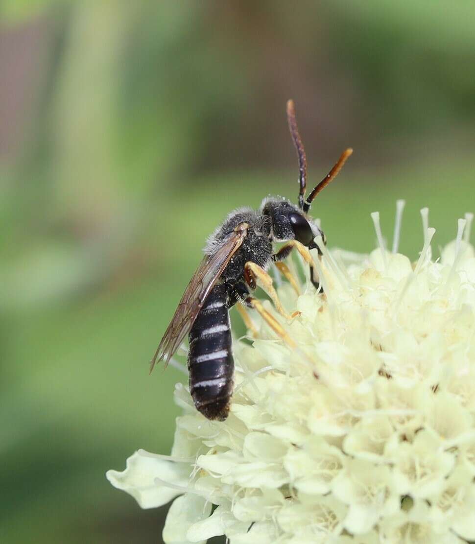 Image of Halictus simplex Blüthgen 1923