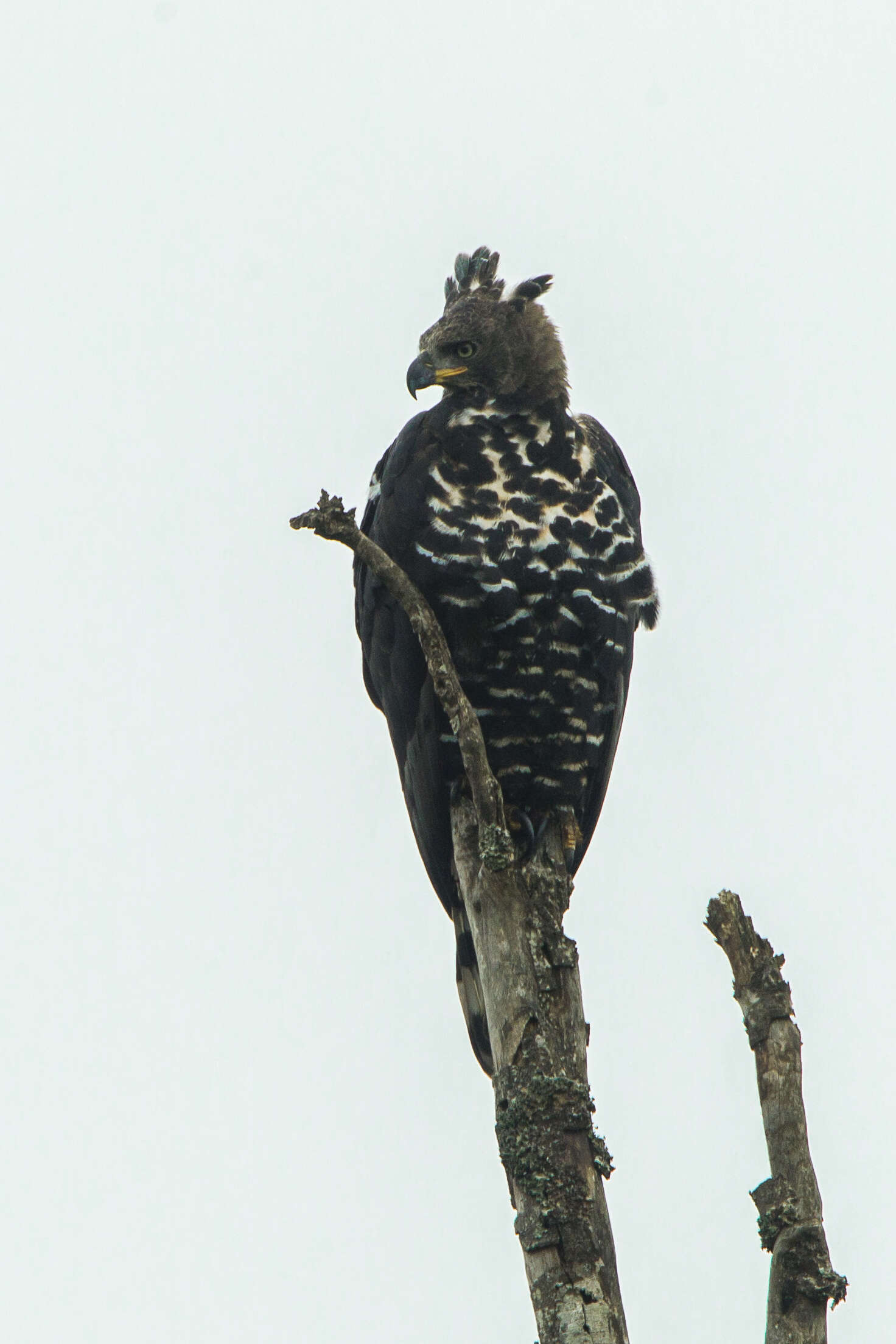 Image of Stephanoaetus Sclater & WL 1922