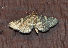 Image of Yellow-spotted Webworm Moth