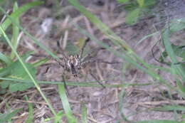 Image of Sosippus mimus Chamberlin 1924