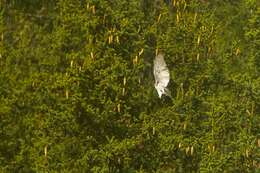 Image of Eurasian Goshawk