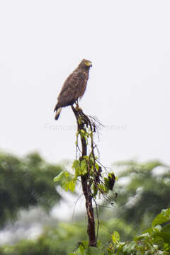 Image of Philippine Serpent Eagle