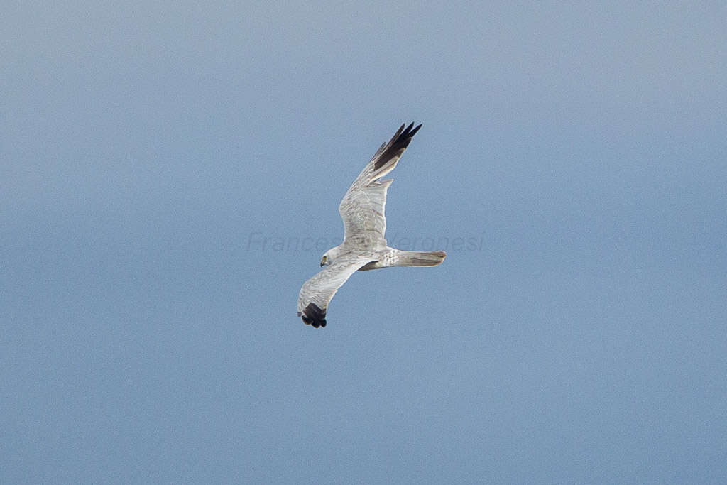 Image of Pallid Harrier