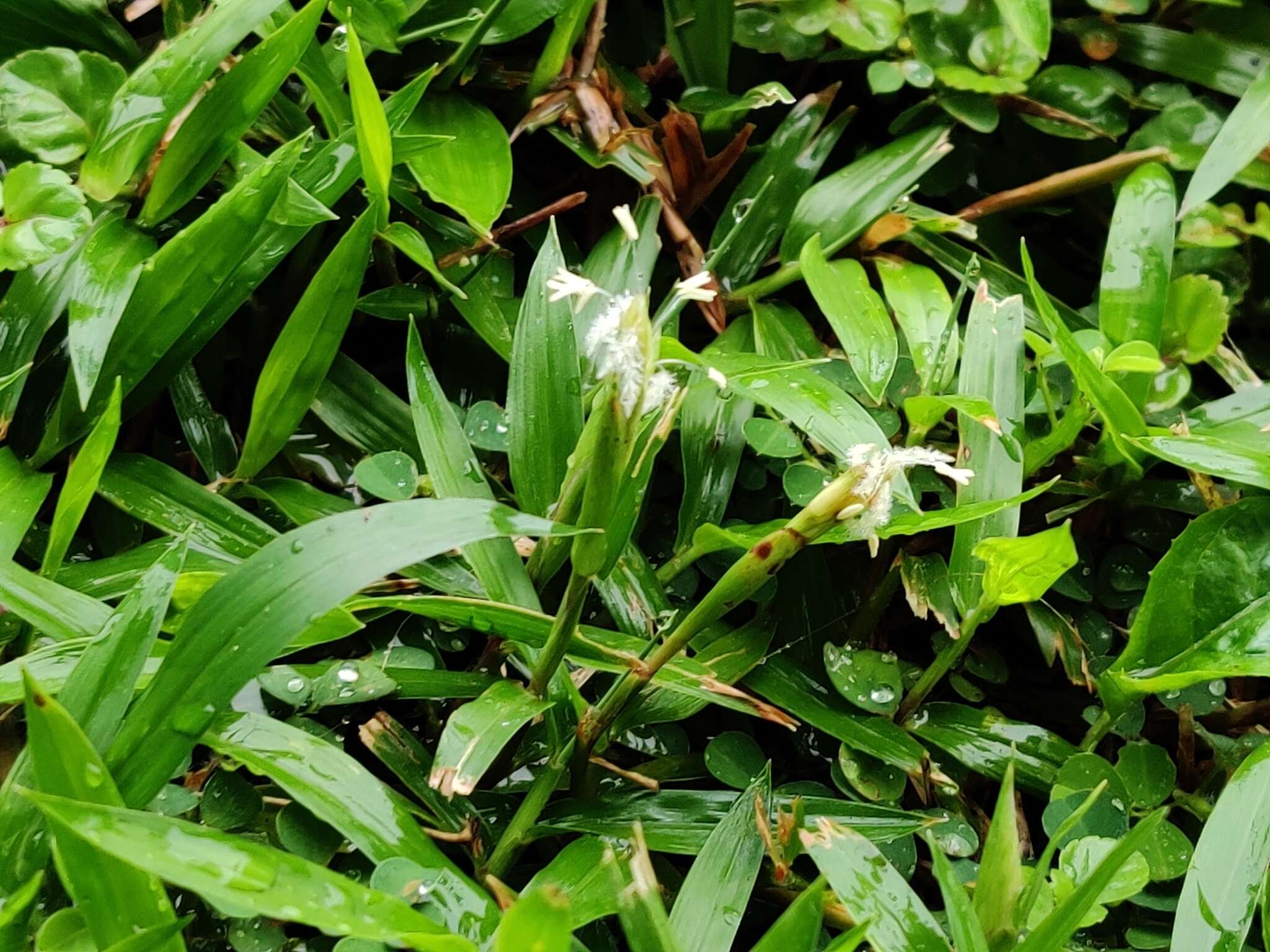 Image of seashore centipede grass