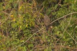 Image of Grey-faced Buzzard