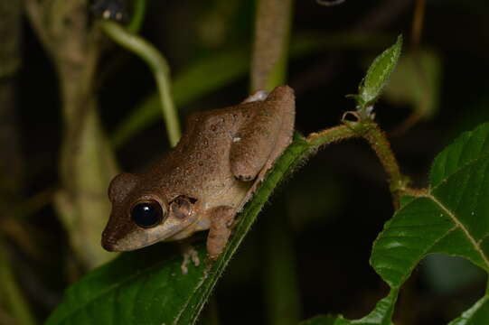 Image of Pristimantis malkini (Lynch 1980)