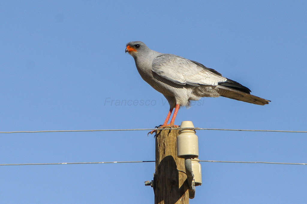 Image of Pale Chanting Goshawk