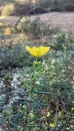 Image of Yellow Rock Rose