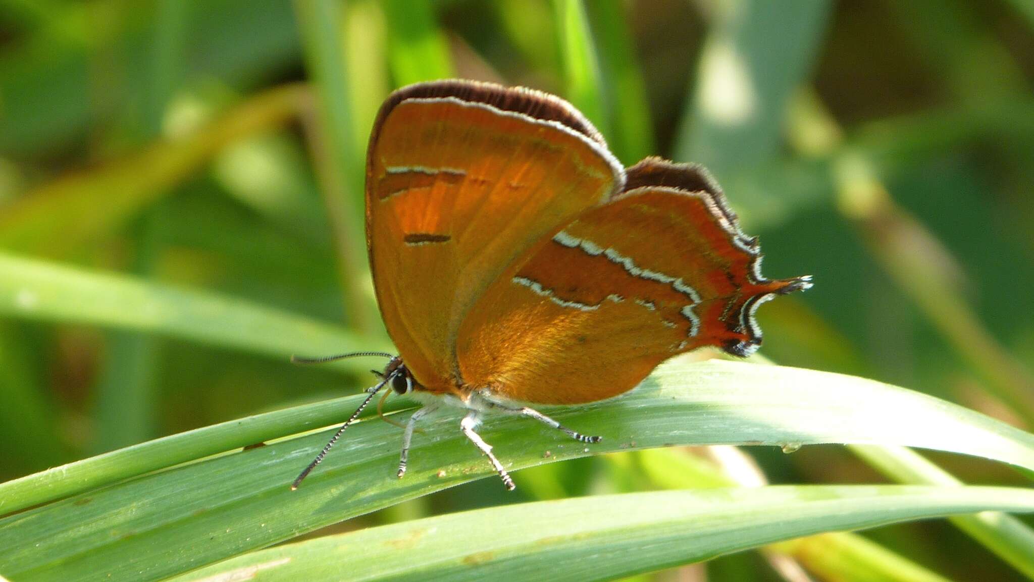 Image of Brown Hairstreak