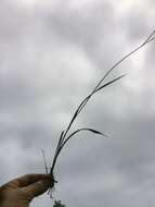 Image of rat-tail grass