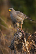 Image of Eastern Chanting Goshawk