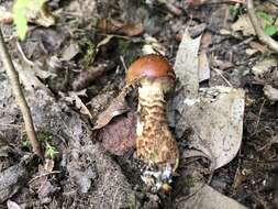 Hemistropharia resmi