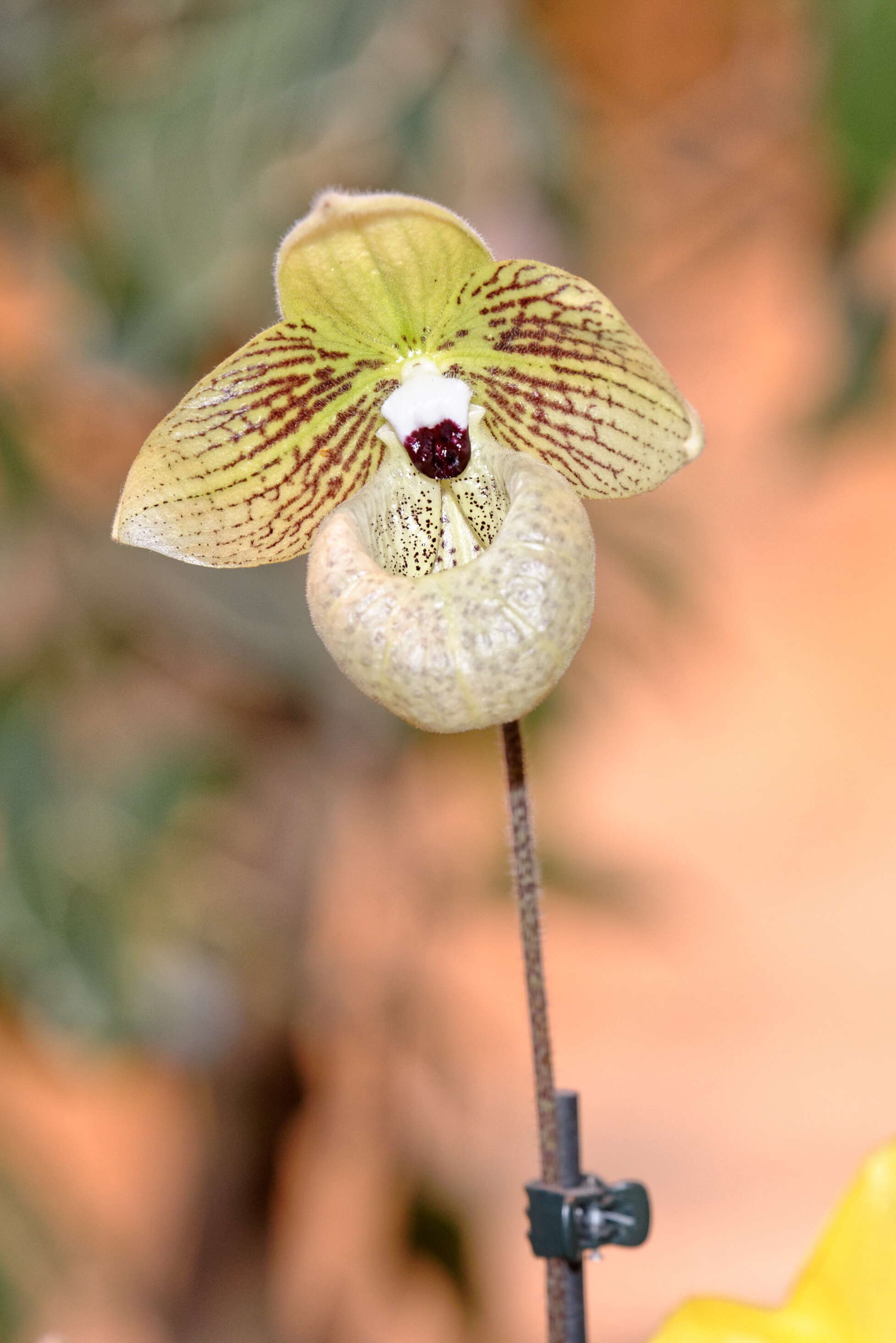 Sivun Paphiopedilum malipoense S. C. Chen & Z. H. Tsi kuva