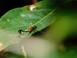 Image de Epithemis mariae (Laidlaw 1915)