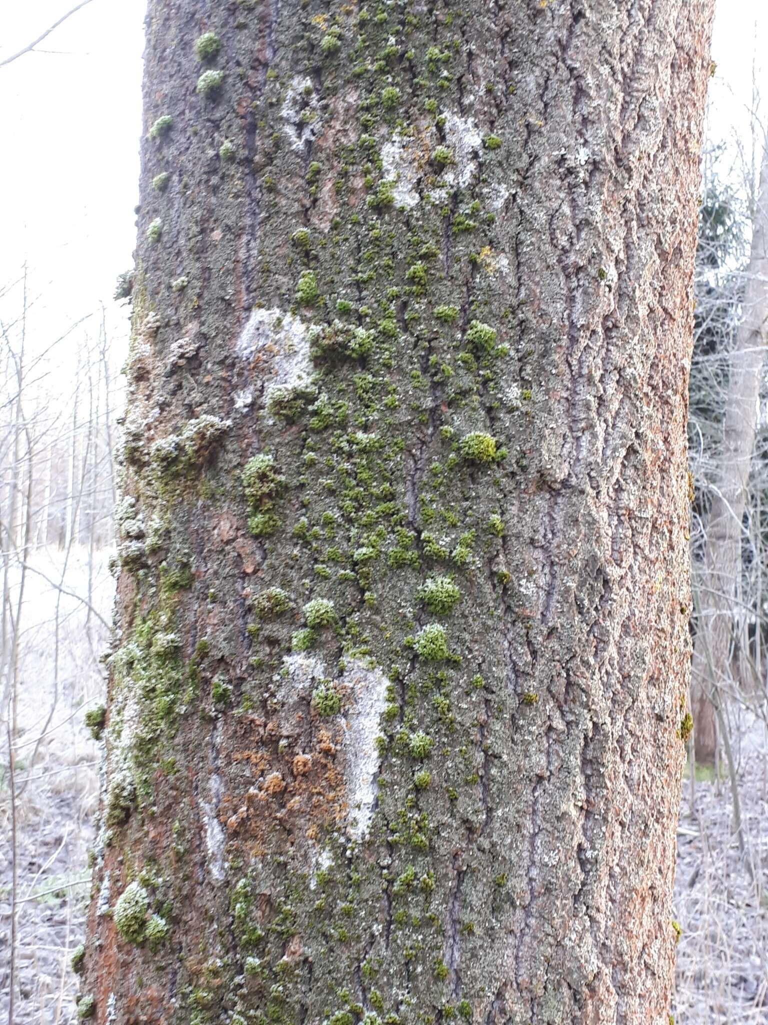 Sivun seittihämäkkä kuva