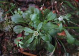 Image of Gentianella spenceri (Kirk) T. N. Ho & S. W. Liu