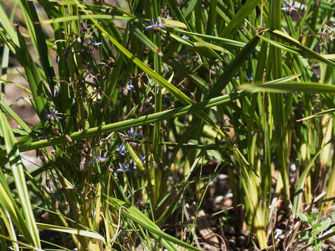 Image of Dianella brevicaulis (Ostenf.) G. W. Carr & P. F. Horsfall