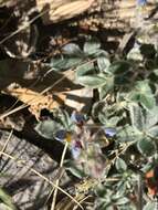 Image of Huachuca Mountain lupine