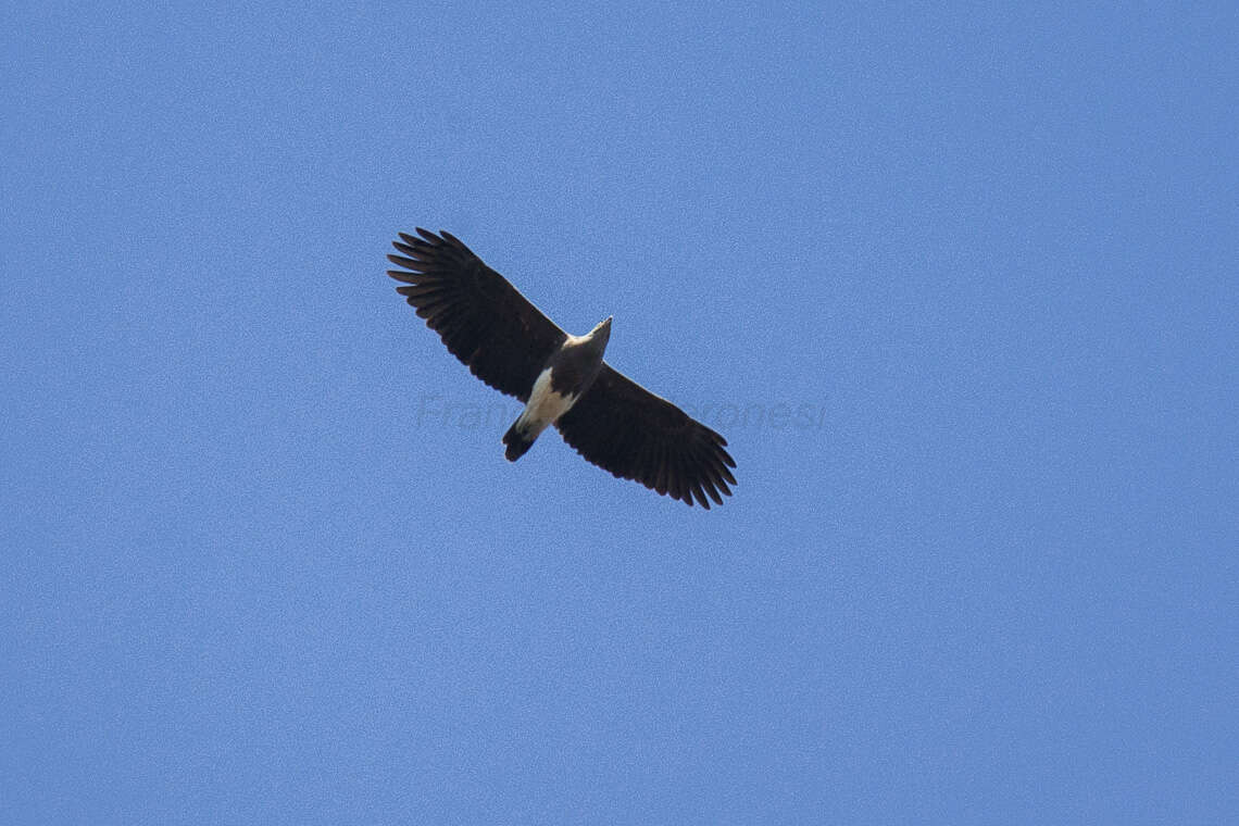 Image de Pygargue à tête grise