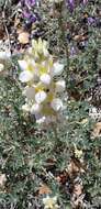 Image of mountain bush lupine