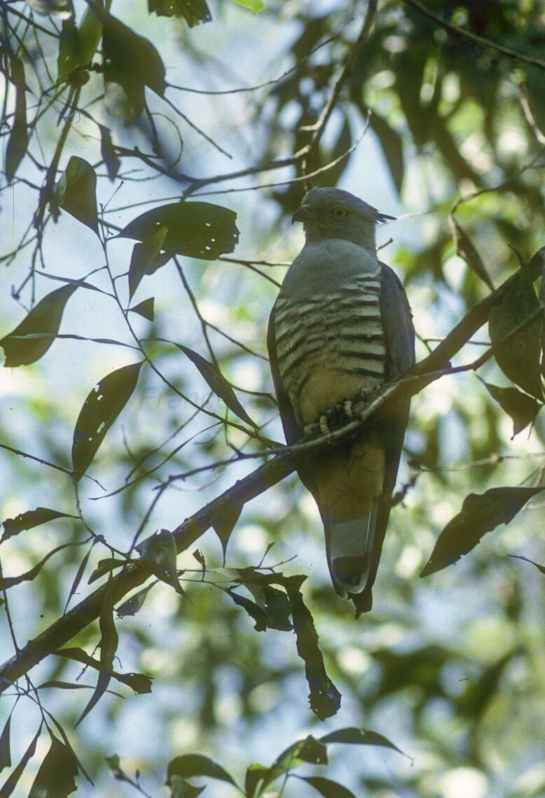 Image of Pacific Baza