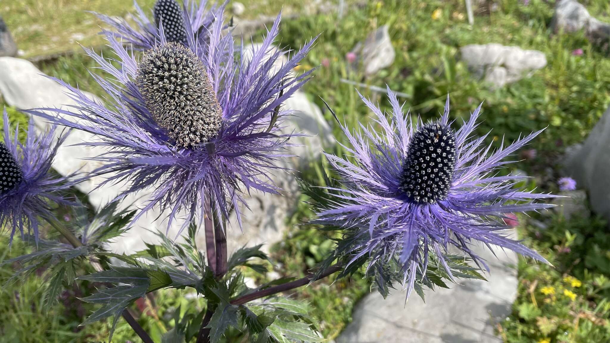 Imagem de Eryngium alpinum L.