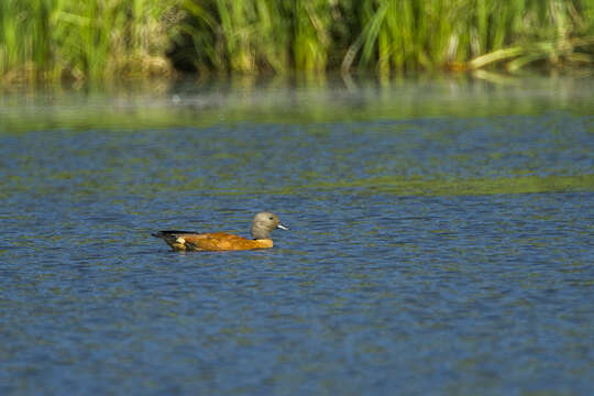 Image of Cape Shelduck