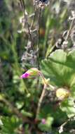 Imagem de Erodium macrophyllum Hook. & Arn.