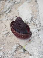 Image of Amorphophallus aphyllus (Hook.) Hutch.